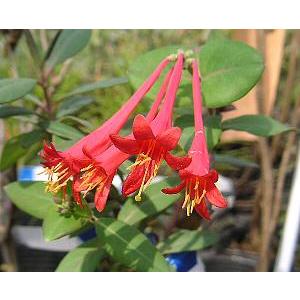 鉢植え ハイビスカス 赤花八重咲き レッドバルーン : 日本花卉ガーデン
