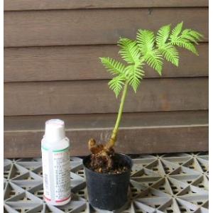 ヘゴ クーペリー 8号鉢植え 大株 ヘゴの木（ヘゴシダ） : 日本花卉