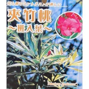 日本花卉ガーデンセンターyahoo 店 キョウチクトウ 夾竹桃 熱帯花木 Yahoo ショッピング