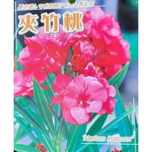 日本花卉ガーデンセンターyahoo 店 キョウチクトウ 夾竹桃 熱帯花木 Yahoo ショッピング