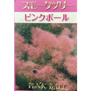 スモークツリー ピンクボール ポット植え 苗 苗木の商品画像