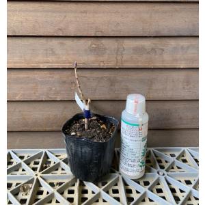 スモークツリー ピンクボール ポット植え 苗 苗木の詳細画像1