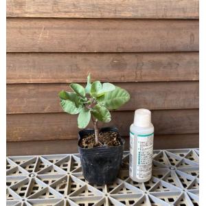 スモークツリー ピンクボール ポット植え 苗 苗木の詳細画像3
