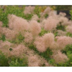 スモークツリー ピンクボール ポット植え 苗 苗木の詳細画像5