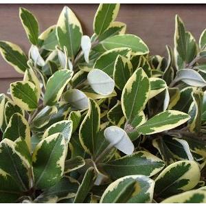 ‼️山木華厳‼️肥後椿盆‼️引き取り限定 山木華厳様専用‼️肥後椿盆‼️引き取り限定 - メルカリ