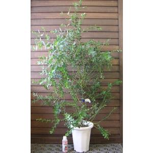 日本花卉ガーデンセンターyahoo 店 ユーカリの苗木 花木 庭木 Yahoo ショッピング