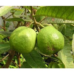 キンググアバ(赤実)鉢植え :熱帯果樹苗 苗 苗木の詳細画像1