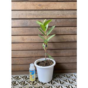 キンググアバ(赤実)鉢植え :熱帯果樹苗 苗 苗木の詳細画像3