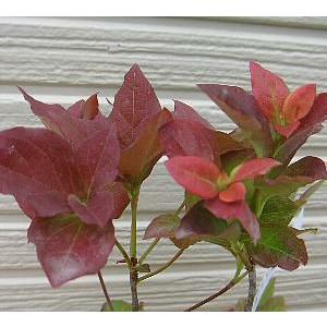 ボケ 紅牡丹 赤花 4号鉢 盆栽素材 木瓜 春の花 251203 : お花処 昌山園