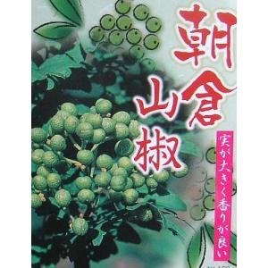 山椒の木　山椒　苗　山椒の葉　朝倉山椒（朝倉サンショウ）　ポット植え：果樹苗　（実山椒）　