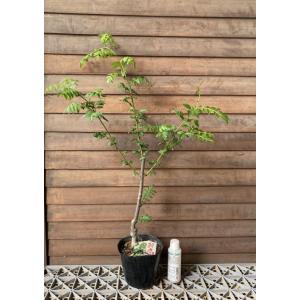 山椒の木 山椒 苗 山椒の葉 朝倉山椒(朝倉サ...の詳細画像2