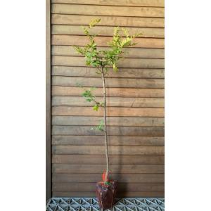 山椒の木 山椒 苗 山椒の葉 朝倉山椒(朝倉サ...の詳細画像3
