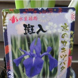 アヤメカキツバタの商品一覧 通販 Yahoo ショッピング