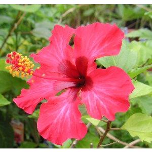 ハイビスカス スキゾペタルス（原種系） フウリンブッソウゲ : 日本