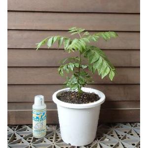 国華園 有用植物苗 カレーリーフ1株 / カレーライス 本格的 スパイス