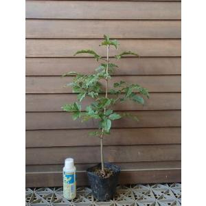 パキラ（4寸スクエア鉢植え）実生苗 : 日本花卉ガーデンセンターYahoo