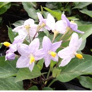 ヤマホロシ　紫花（10.5センチポット）