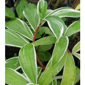 フイリ・フクジンソウ（斑入り福神草）　斑入りフクジンソウ　苗　苗木