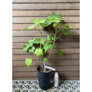 酔芙蓉（スイフヨウ） 5寸鉢植え : 日本花卉ガーデンセンターYahoo!店