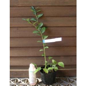 ブライトウェル ブルーベリー 苗の商品一覧 通販 Yahoo ショッピング