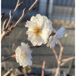 八重咲きブーゲンビレア（ブーゲンビリア） ピンク色 ＊花付きとは限り