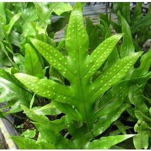 ラウアエ（オキナワウラボシ）3寸ポット植え 苗 苗木 : 日本花卉