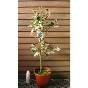 五色ヒイラギ（五色柊） 5寸鉢植え : 日本花卉ガーデンセンターYahoo