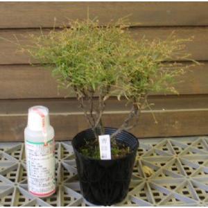 錦糸南天 青縮緬 Z 日本花卉ガーデンセンターyahoo 店 通販 Yahoo ショッピング