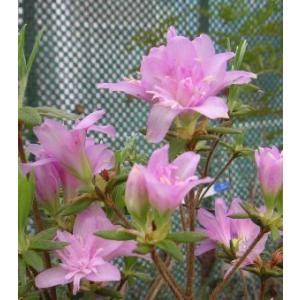 ツツジ　藤万葉　苗　苗木　ポット植え