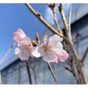 椿 ツバキの苗木 ファイヤーダンス : 植物・園芸専門店 花育通販Yahoo