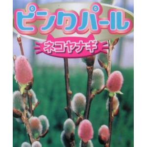 ピンクネコヤナギ 5号ポット苗 爆買いweek : 苗木部 花ひろば