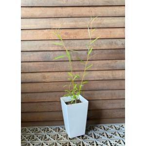 カナリーヤシ（フェニックス） 5寸鉢植え : 日本花卉ガーデンセンター