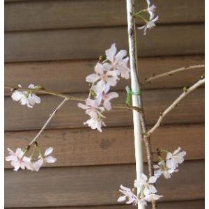 桜の木　桜の苗木　桜の花　枝垂れ富士桜（富士の糸しだれ）　5寸スクエア鉢植え　：シダレフジザクラ（桜） 苗木 さくら 苗 サクラ