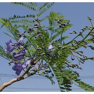 　ジャカランダ　ミモシフォリア　＊2〜3本立ち
