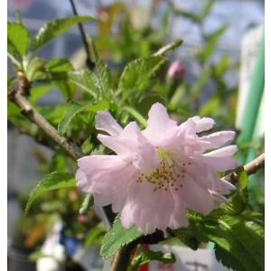 ヒナウチワカエデ 0.5m 12cmポット 苗 : トオヤマグリーン - 通販