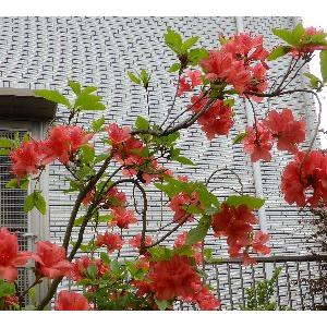 ヤマツツジ 3.5号ポット苗 里の木シリーズ : 苗木部 花ひろば