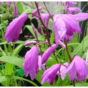 紫蘭（シラン） : 日本花卉ガーデンセンターYahoo!店 - 通販 - Yahoo