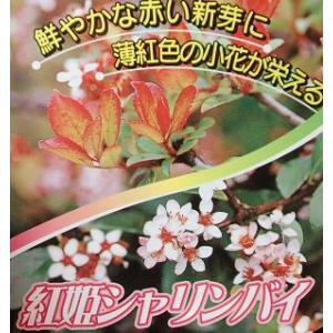 椿 ツバキの苗木 素粧 そしょう : 植物・園芸専門店 花育通販Yahoo!店