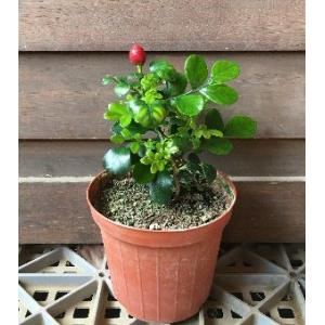 【極矮性】 シルクジャスミン(ゲッキツ) 4寸鉢植えの詳細画像1