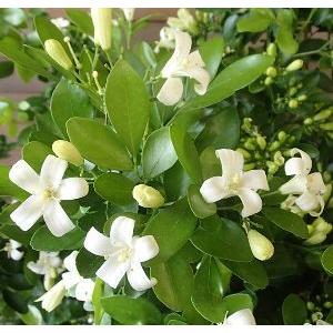 【極矮性】 シルクジャスミン(ゲッキツ) 4寸鉢植えの詳細画像2