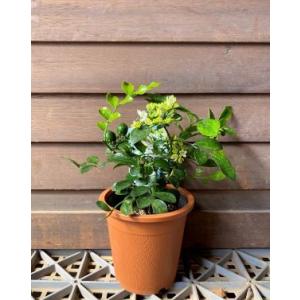 【極矮性】 シルクジャスミン(ゲッキツ) 4寸鉢植えの詳細画像3