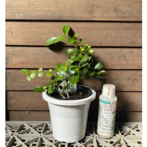 【極矮性】 シルクジャスミン(ゲッキツ) 4寸鉢植えの詳細画像4