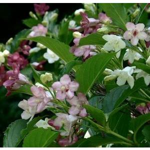 7号鉢：大株 プルメリア（レモンサンセット） 2〜3本立ち（枝物） 7号