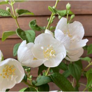 日本花卉ガーデンセンターyahoo 店 バイカウツギ 梅花ウツギ 花木 庭木 Yahoo ショッピング