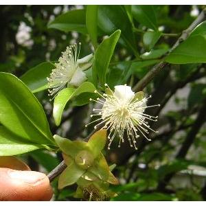 リュウカデンドロン サファリマジック（鉢植え） リューカデンドロン