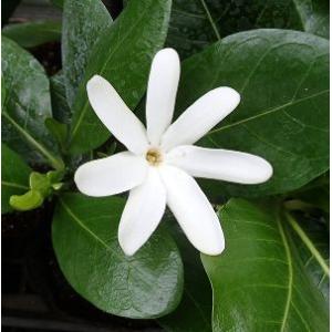 矮性ジャカランダ 日南のめぐみ （ワイセイジャカランダ）接ぎ木（6寸