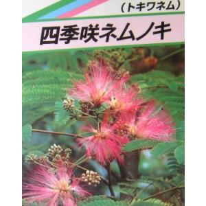 ネムの木 5寸鉢植え （樹高20〜40センチ程度） 合歓の木 ネムノキ