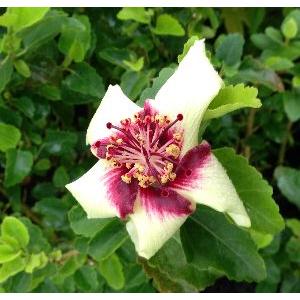 タッカ・インテグリフォリア（ブラックキャット）＊現状花芽確認出来