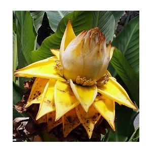 チユウキンレン（雲南地湧金蓮）5寸ポット植え : 日本花卉ガーデン