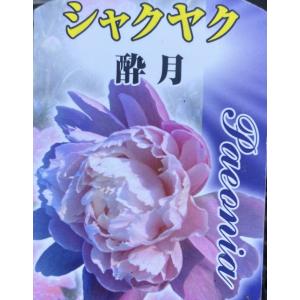 芍薬 苗 おまかせシャクヤクセット(品種見計らい・名称付き) 4種4株